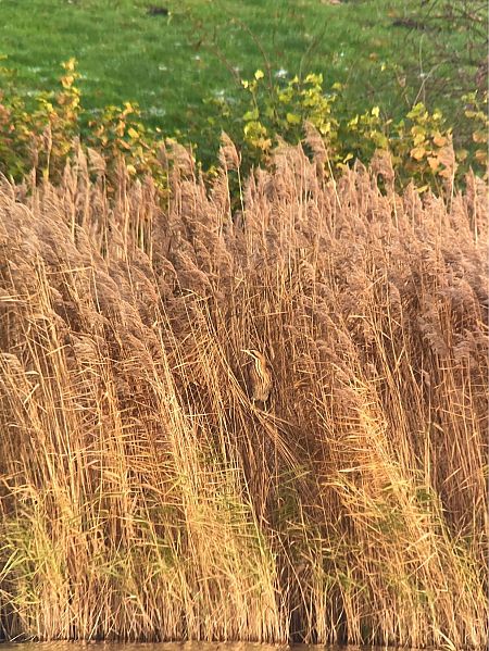 Rohrdommel  - Martin Krause