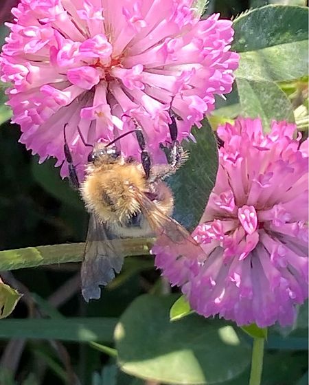 Bombus pascuorum  - Maria Rita Gelso