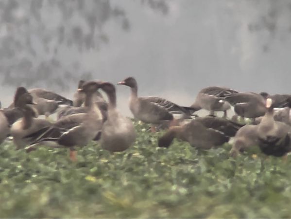 Oie de la taïga / de la toundra  - Mateusz Gutowski