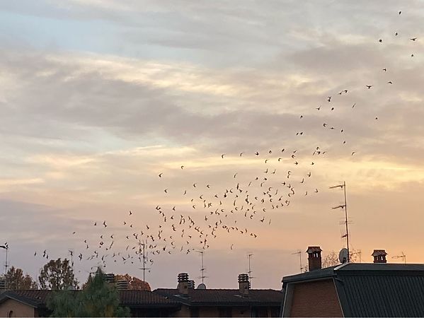 Storno  - Maria Rita Gelso