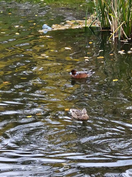 świstun  - Tomasz Zarzycki