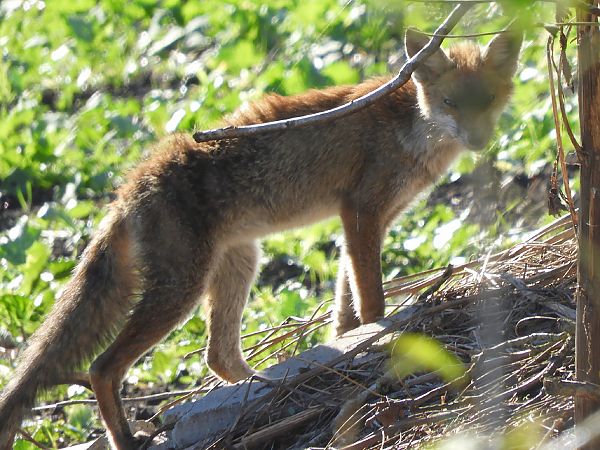 Volpe  - Massimo Tassinari