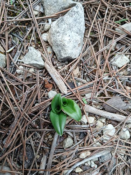 Ophrys sp.  - Alain Falvard