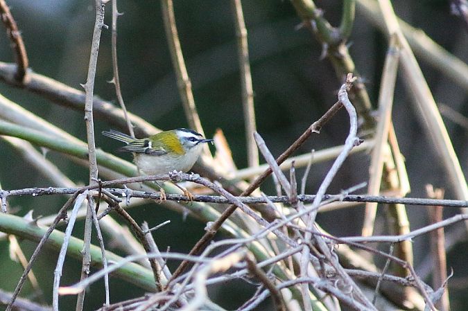 Fiorrancino  - Stefano Sava