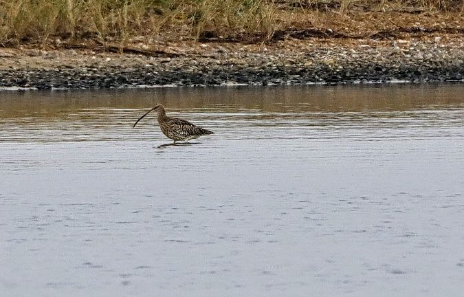 Brachvogel (Großer)  - Tobias Hoppe-Seyler