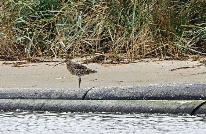 Brachvogel (Großer)  - Tobias Hoppe-Seyler