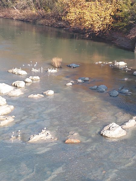 Gabbiano comune  - Leonardo Orefice