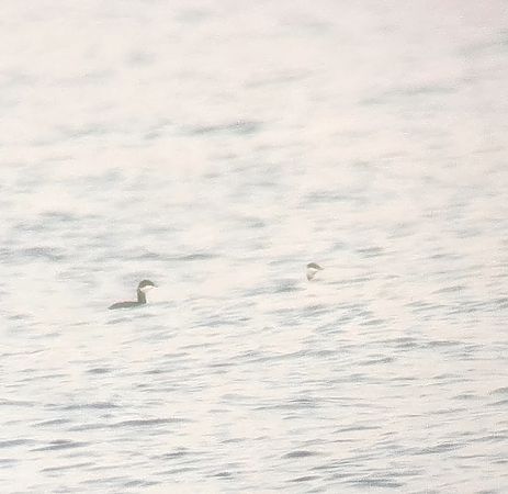 perkoz rogaty  - Krzysztof Wawrzyniak