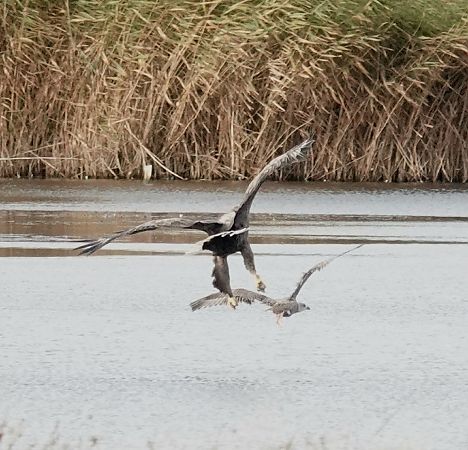 Seeadler  - Tonio Lorenzen