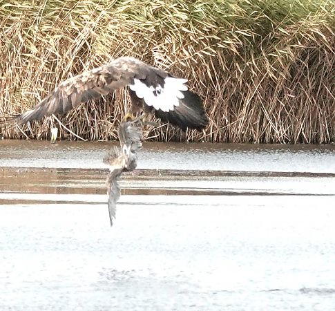 Seeadler  - Tonio Lorenzen
