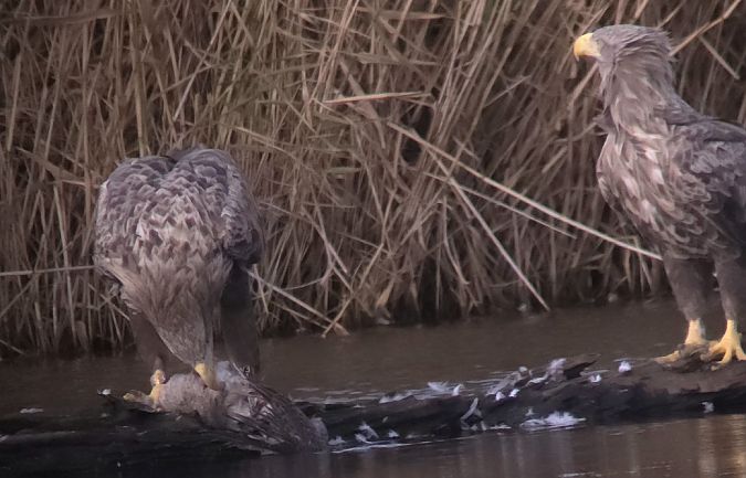 Seeadler  - Tonio Lorenzen