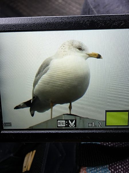 mewa delawarska  - Robert Locman