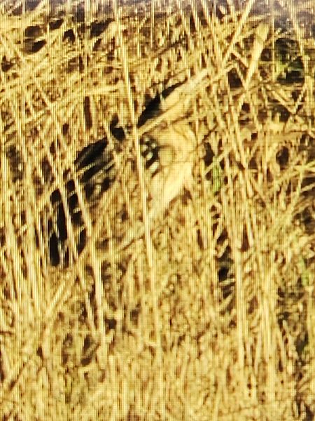 Rohrdommel  - Thomas Böndiz