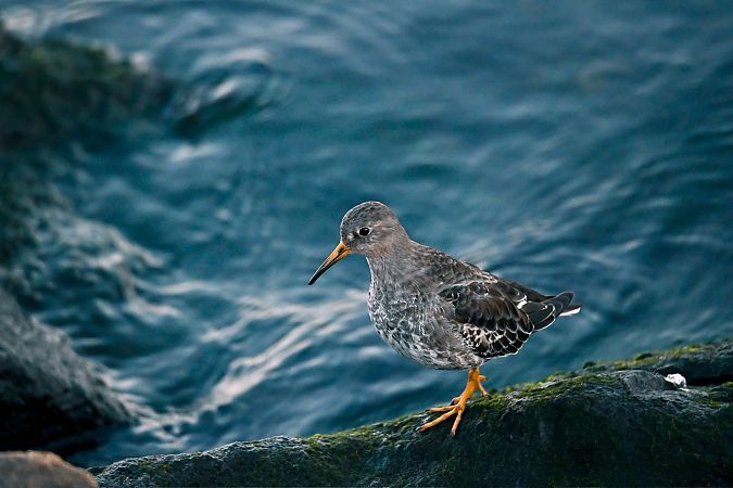 Meerstrandläufer  - Jessy Katschewitz