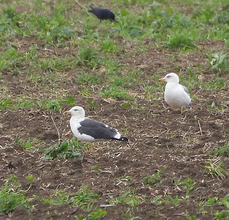 Zafferano  - Matteo Faggi