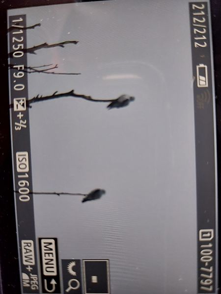 Élanion blanc  - Stefan Wegleitner