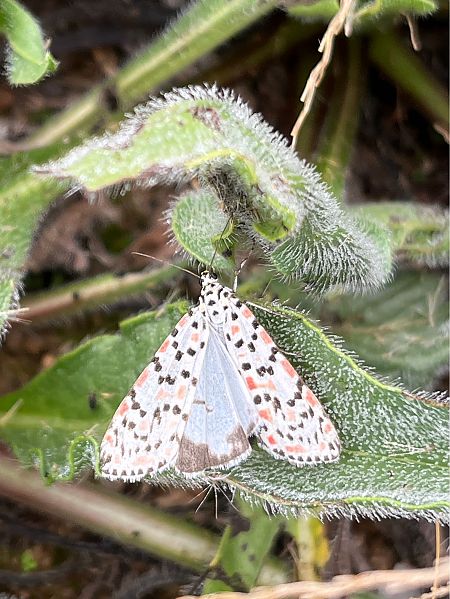 Utetheisa pulchella  - Carlos Alvarez-Cros