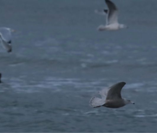 mewa srebrzysta x mewa blada  - Grzegorz Neubauer