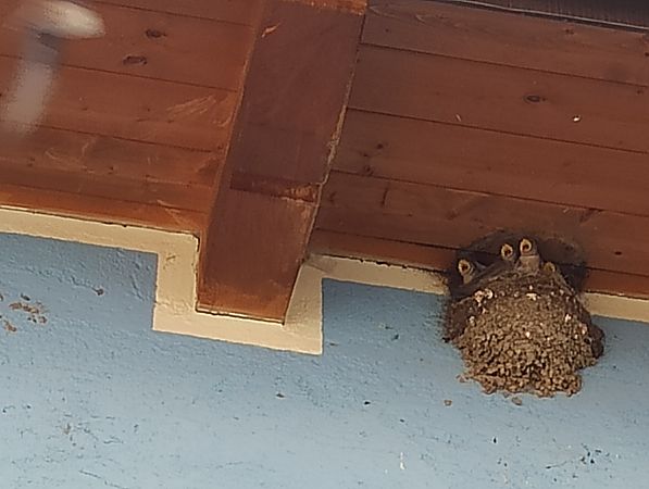 Felsenschwalbe  - Monica Artale