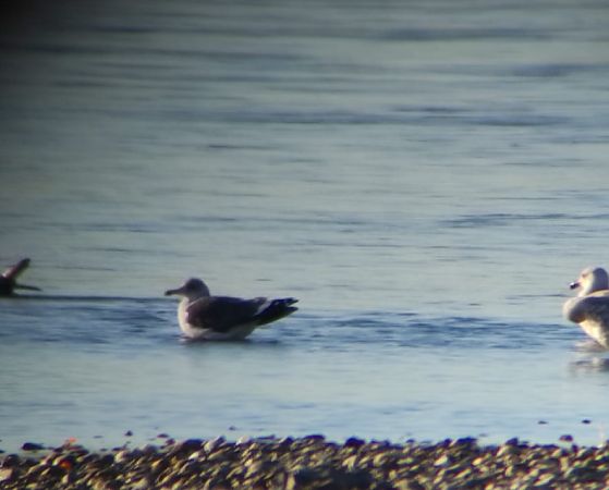 Zafferano  - Lorenza Venturini