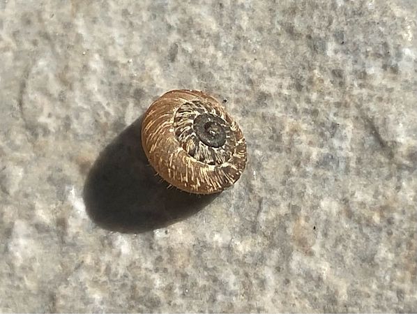 Xerotricha conspurcata  - Maria Rita Gelso