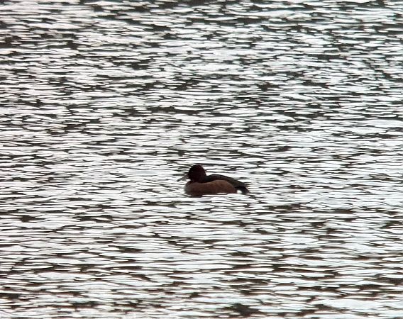 podgorzałka  - Łukasz Konopka