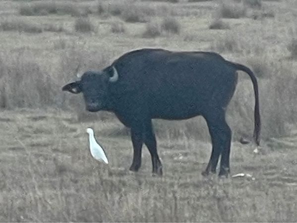 Héron garde-boeufs  - Rainer Jellinek