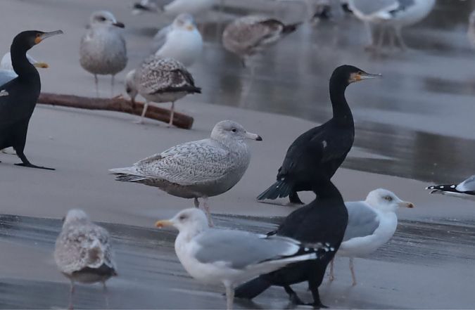 Eis-_x_Silbermöwe  - Grzegorz Neubauer