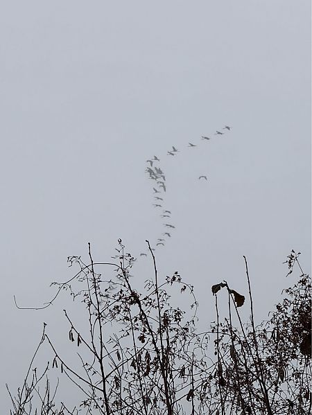 Kranich  - Donata Laux