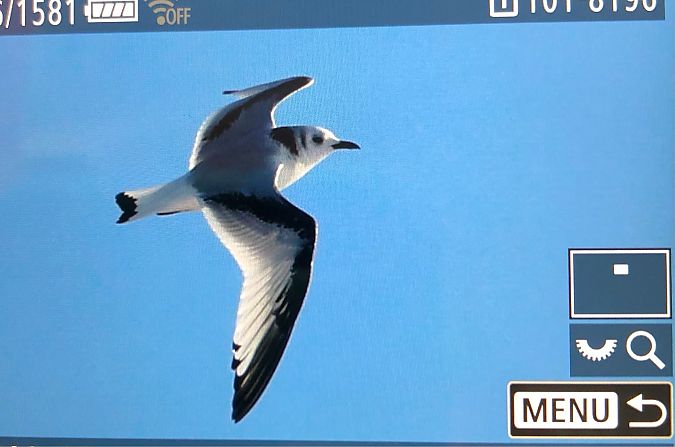 mewa trójpalczasta  - Ryszard Dworak