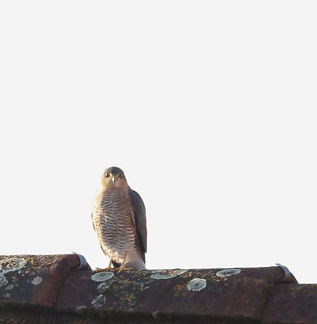 Sperber  - Nadine Mages