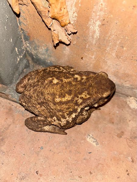 Gripau comú  - Josep Palet