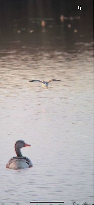 Grünschenkel  - Joseph Stephan