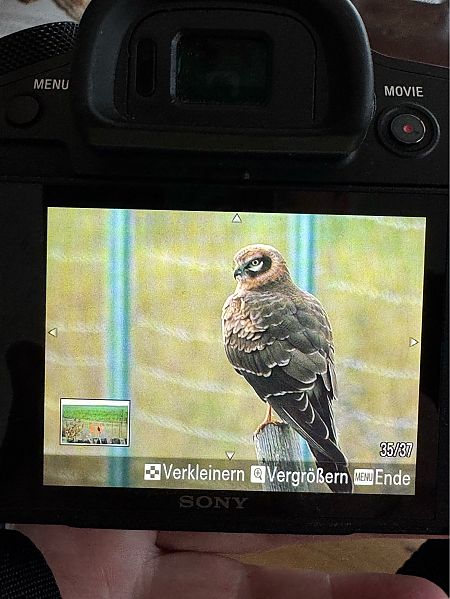 Busard pâle  - Michaela Schiller