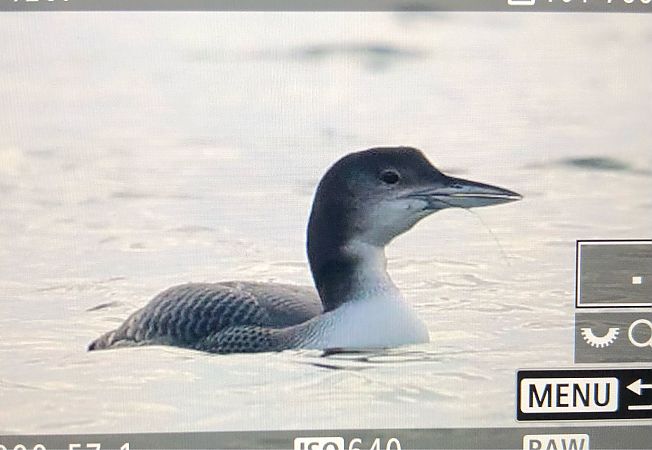 lodowiec  - Ryszard Dworak