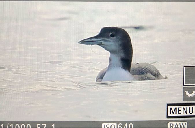 Plongeon imbrin  - Ryszard Dworak