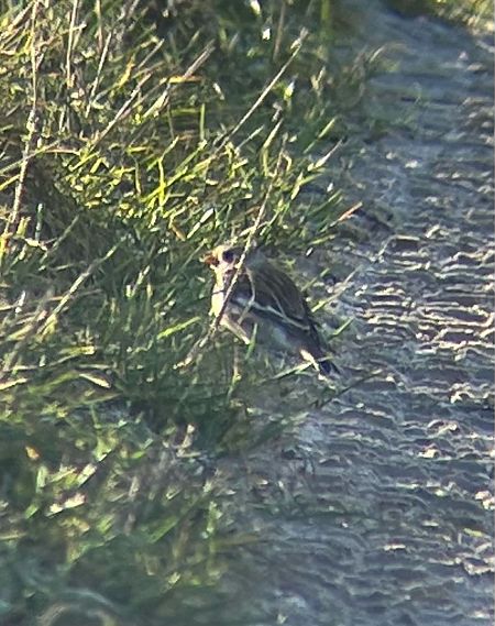 śnieguła  - Krzysztof Lis