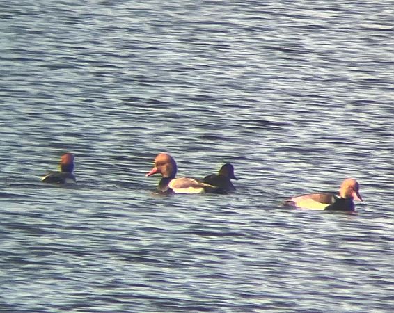 hełmiatka  - Krzysztof Lis