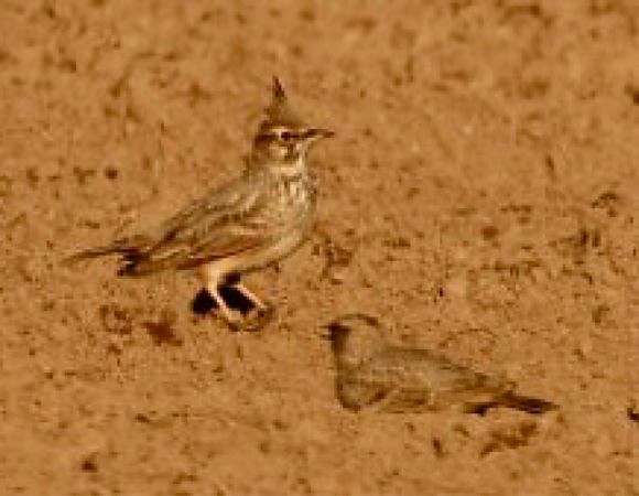 dzierlatka  - Monika Turczyńska