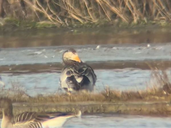 Oiseau indéterminé  - Dominik Oswald