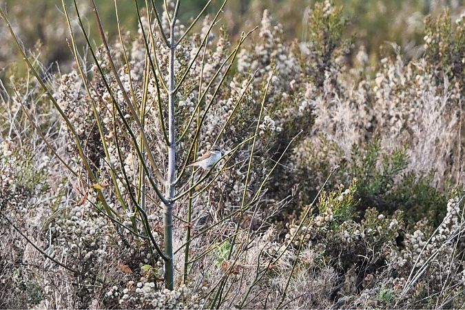 Averla piccola  - Lorenzo Vanni