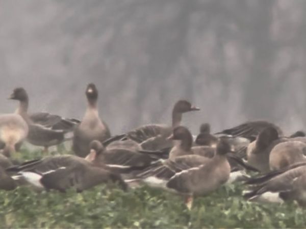 Wald- / Tundrasaatgans  - Mateusz Gutowski