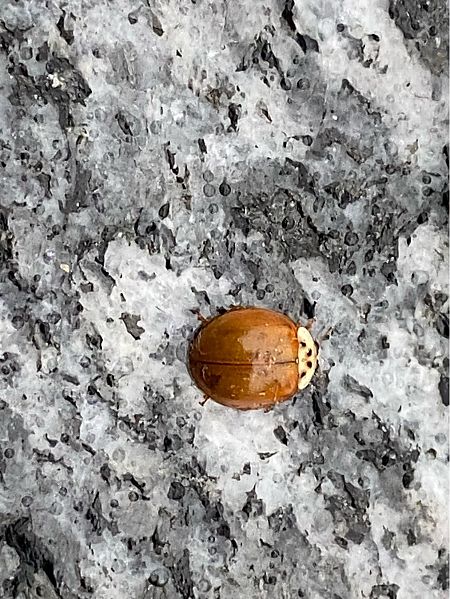 Harmonia axyridis  - Maria Rita Gelso