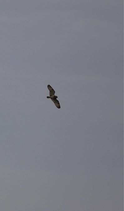 Sumpfohreule  - Heiko Müller