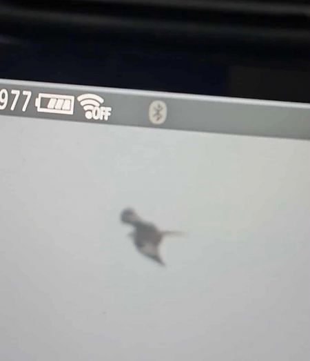 kania ruda  - Maksymilian Paczkowski