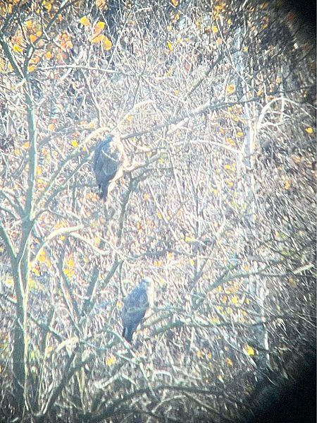 Poiana  - Andrea Vidolini