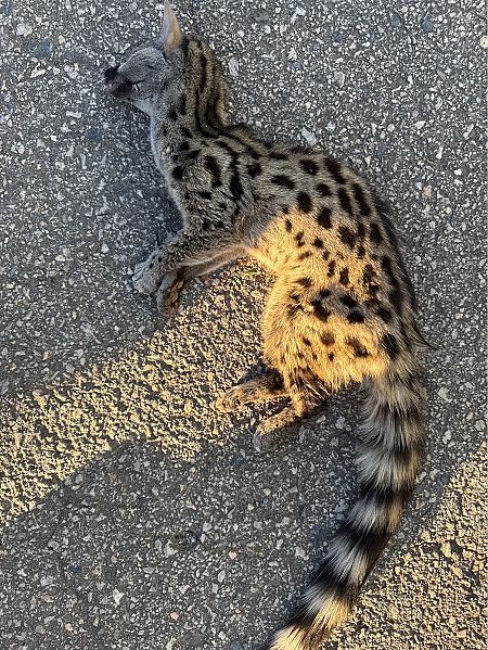 Geneta, gat mesquer  - Andreu Escolà Llevat