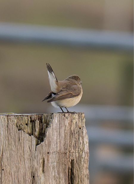 Zwergschnäpper  - Gabriele Klassen