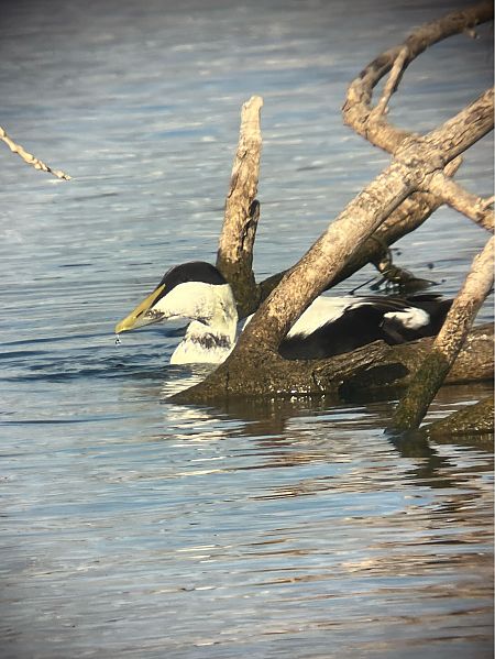 Eider à duvet  - Herta Mangeng