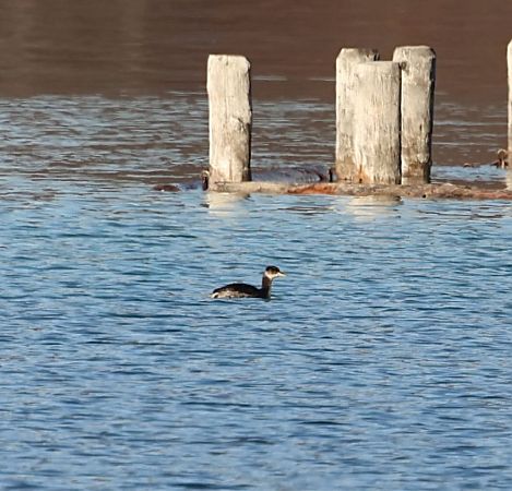 Grèbe jougris  - Florian Hanslmayr